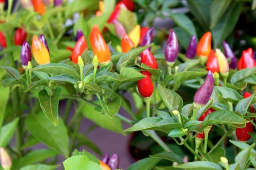 Fresh organic pepper background, photo taken at local farmers market, in New York City.