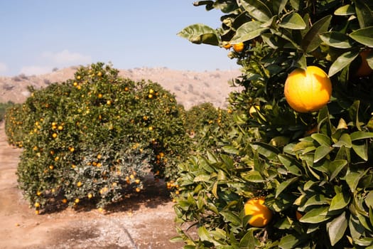 Good sun is one of the keys to a productive orange grove