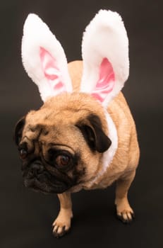 Easter Bunny Pug