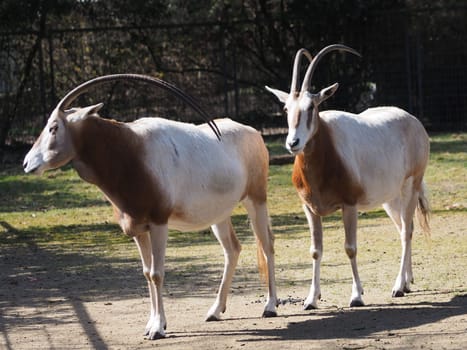 Saber antelope