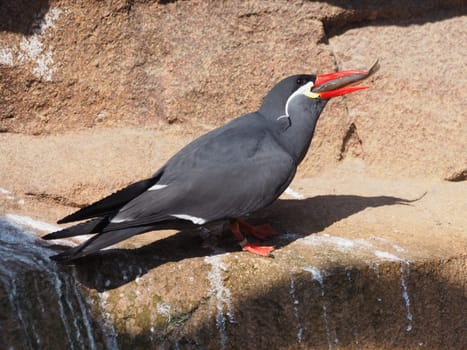 Inca tern