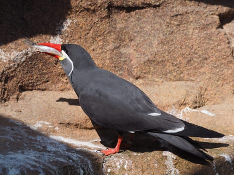 Inca tern