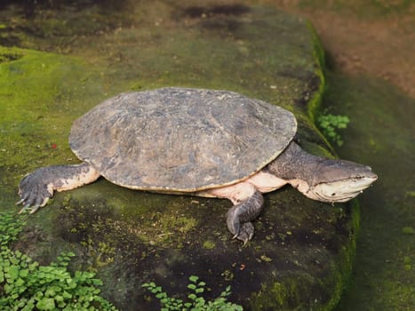 Toad-headed tortoise