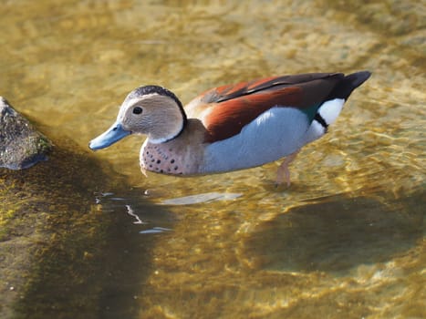 ringed teal