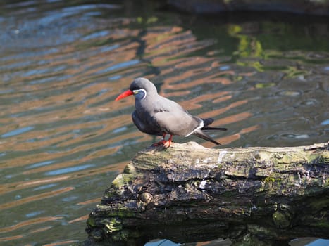Inca tern