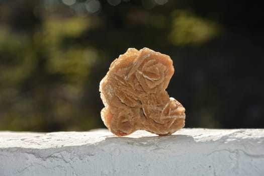 A desert rose stands on a white wall against a dark background