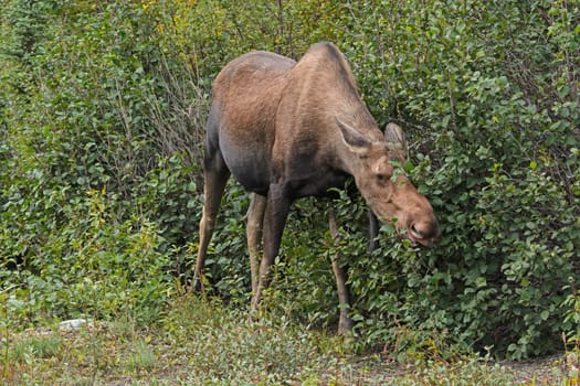 Moose Feeding in the Willows in Denali National Park in Alaska