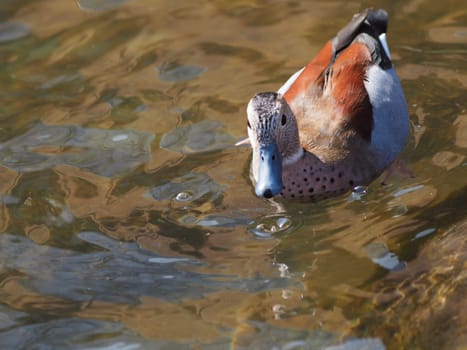 ringed teal