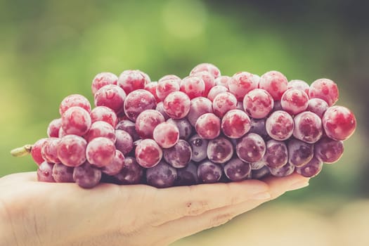 women hand holding fresh red grape