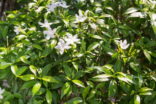 Group of white flower in garden, stock photo