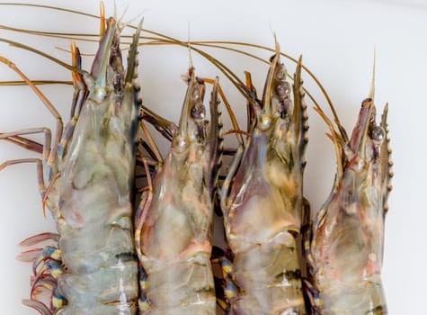 women hand washing fresh shrimp in sink