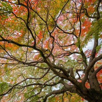 Colorful treetops in autumn.