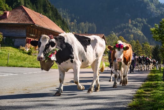 Farmers with a herd of cows on the annual transhumance at Charmey near Gruyeres, Fribourg zone on the Swiss alps