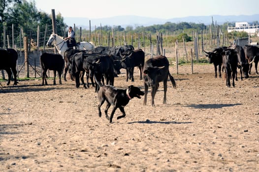 Girls Gardians and a dog working a herd of bulls in a herd of Camargue, French region specialized in the breeding bulls.