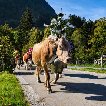 Farmers with a herd of cows on the annual transhumance at Charmey near Gruyeres, Fribourg zone on the Swiss alps