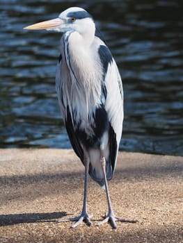 grey heron
