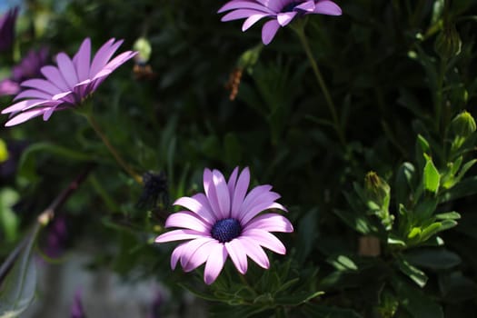 Osteospermum Purple Flower Macro (Close-up)