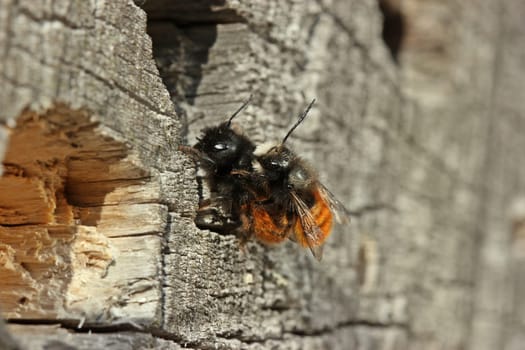 Horned wall bees (Osmia cornuta) during mating