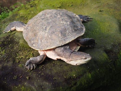 Toad-headed tortoise