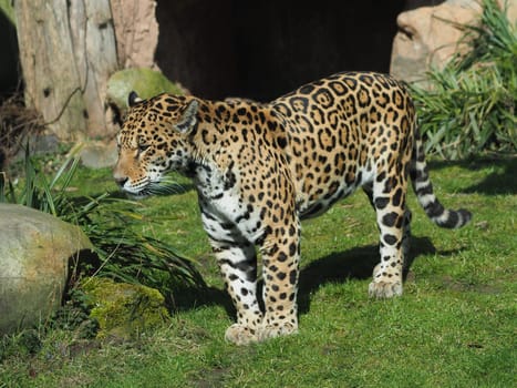 jaguar