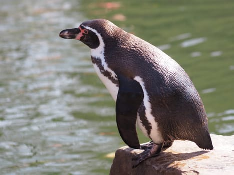 Humboldt penguin