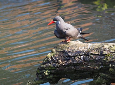 Inca tern