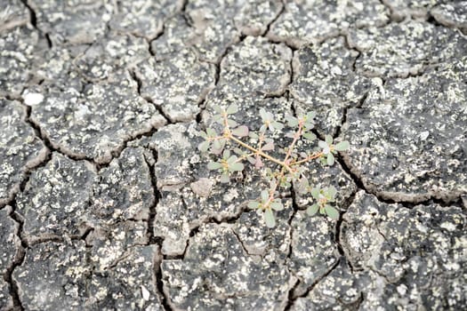 close up cracked clay ground into the dry season