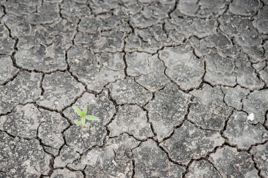 close up cracked clay ground into the dry season
