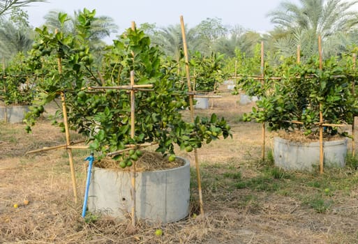 Lime cultivation in concrete pipe