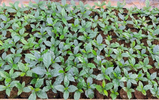 Coffee seedlings plant in a nursery
