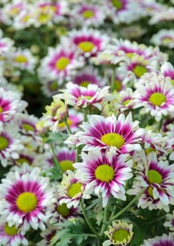 Closeup of Pink and white Chrysanthemum flowers in the garden