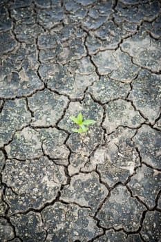 close up cracked clay ground into the dry season