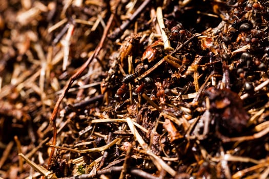 photographed by a close up an ant hill with the ants who are on it. small depth of sharpness