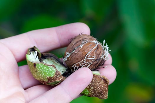 photographed by a close up a walnut tree in an autumn season