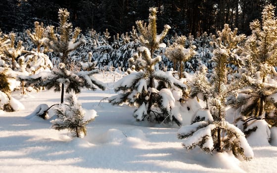 the fir-trees photographed in a winter season
