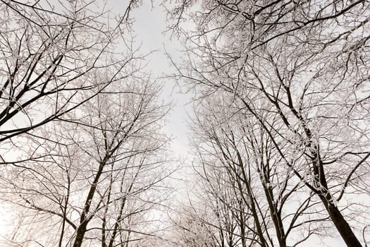 the trees photographed in a winter season.