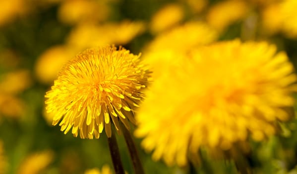 photographed by a close up yellow flowers of a dandelion.