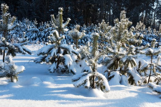 the fir-trees photographed in a winter season