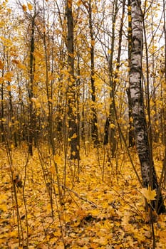 the trees growing in the wood in an autumn season. on the earth the fallen-down yellow foliage lies