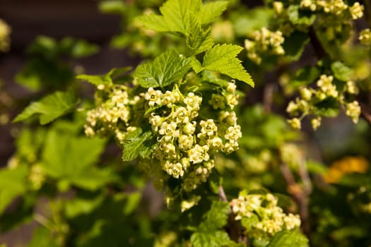 ovary currant flowers. Filmed close up shot