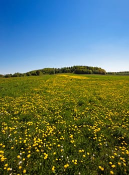 agriculture field where a large number of flowering dandelions. Blue sky.