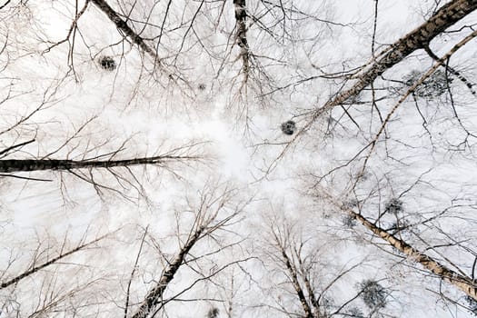 the trees photographed in a winter season.
