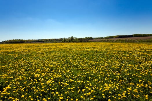 agriculture field where a large number of flowering dandelions. Blue sky.