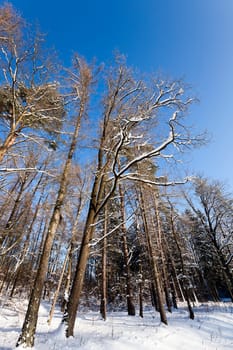 the trees photographed in a winter season.