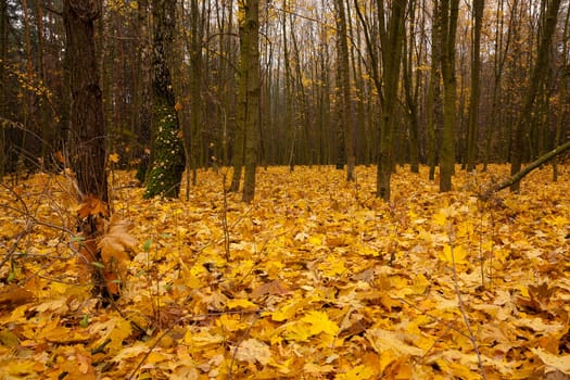 the trees growing in the wood in an autumn season. on the earth the fallen-down yellow foliage lies