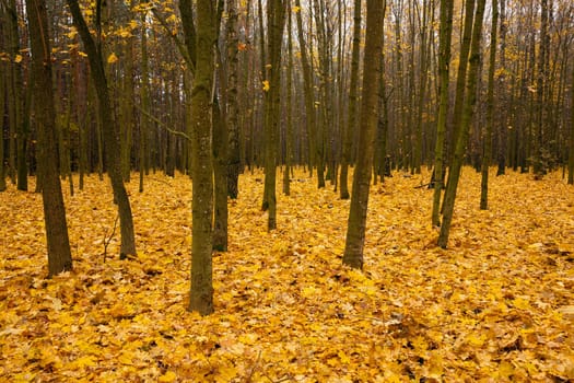 the trees growing in the wood in an autumn season. on the earth the fallen-down yellow foliage lies