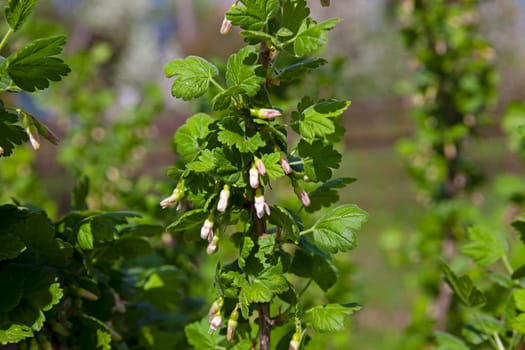 the inflorescence of currant photographed in a spring season