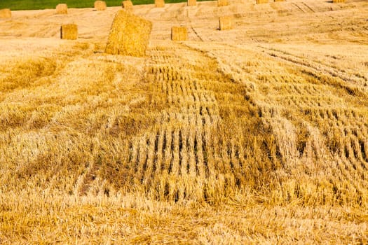 agricultural field on which are a stack after cleaning of cereals