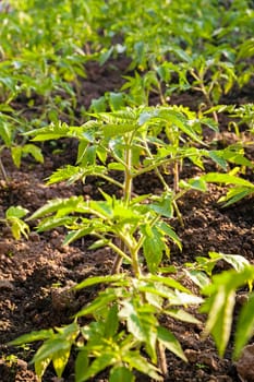 tomato seedlings planted in the ground. Close up.