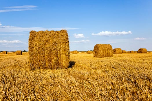 an agricultural field on which grow up also the harvest  wheat